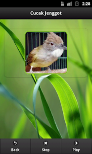 How to get Ochraceous Bulbul lastet apk for android