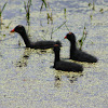 Common Gallinule (chicks)