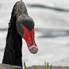 Black Swan - Lake Eola