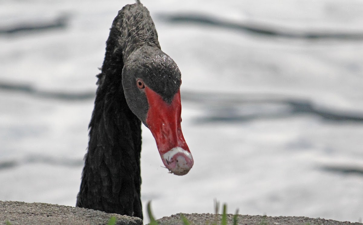 Black Swan - Lake Eola