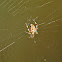 Cross spider, pauk križar