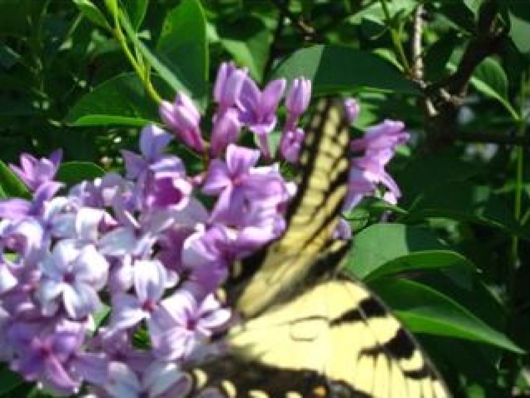 Lilac and butterfly