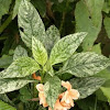 variegated firecracker flower