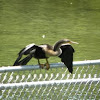 Anhinga anhinga