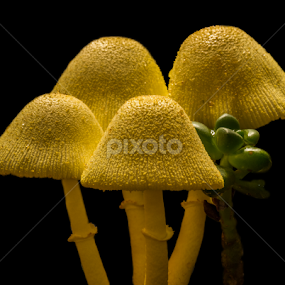Mushroom Image One by Ken  Frischkorn - Nature Up Close Mushrooms & Fungi