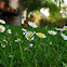 Common daisy/Navadna marjetica