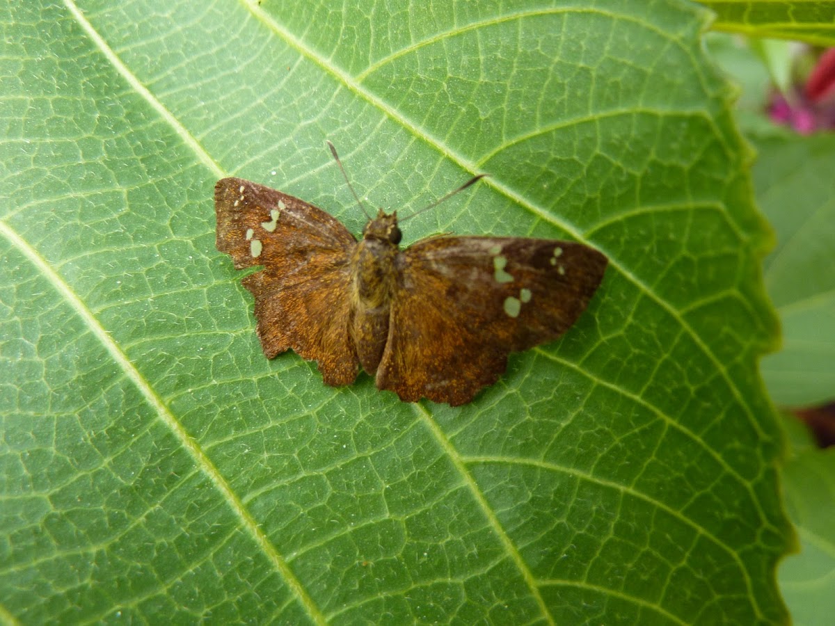 Fulvous Pied Flat Moth