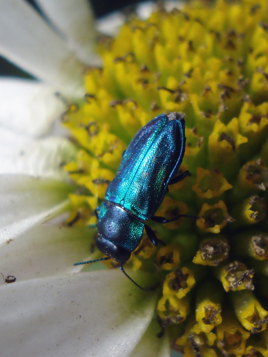 Buprestidae Beetle