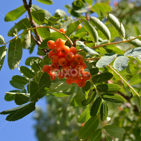 A Berry by Julia Arredondo - Nature Up Close Trees & Bushes