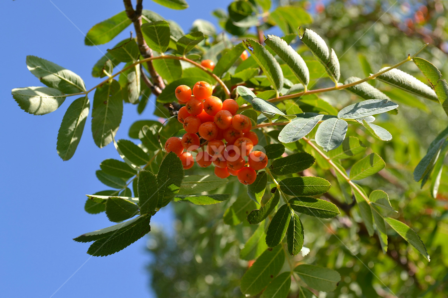 A Berry by Julia Arredondo - Nature Up Close Trees & Bushes