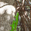 Madagascar day Gecko