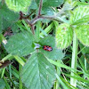 black and red froghopper