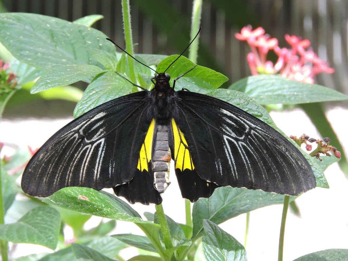Common birdwing butterfly