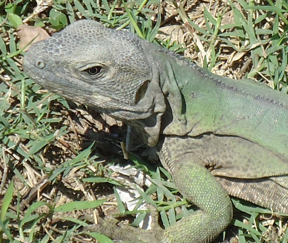 spinytail iguana
