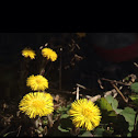 coltsfoot