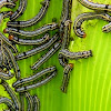 lily caterpillar, army worms