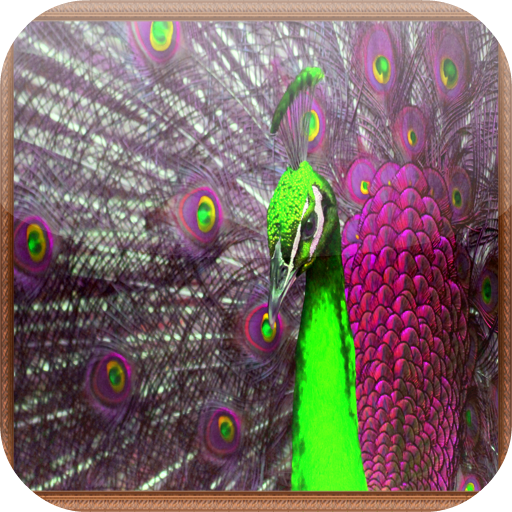 Peacock Jigsaw Puzzles 解謎 App LOGO-APP開箱王