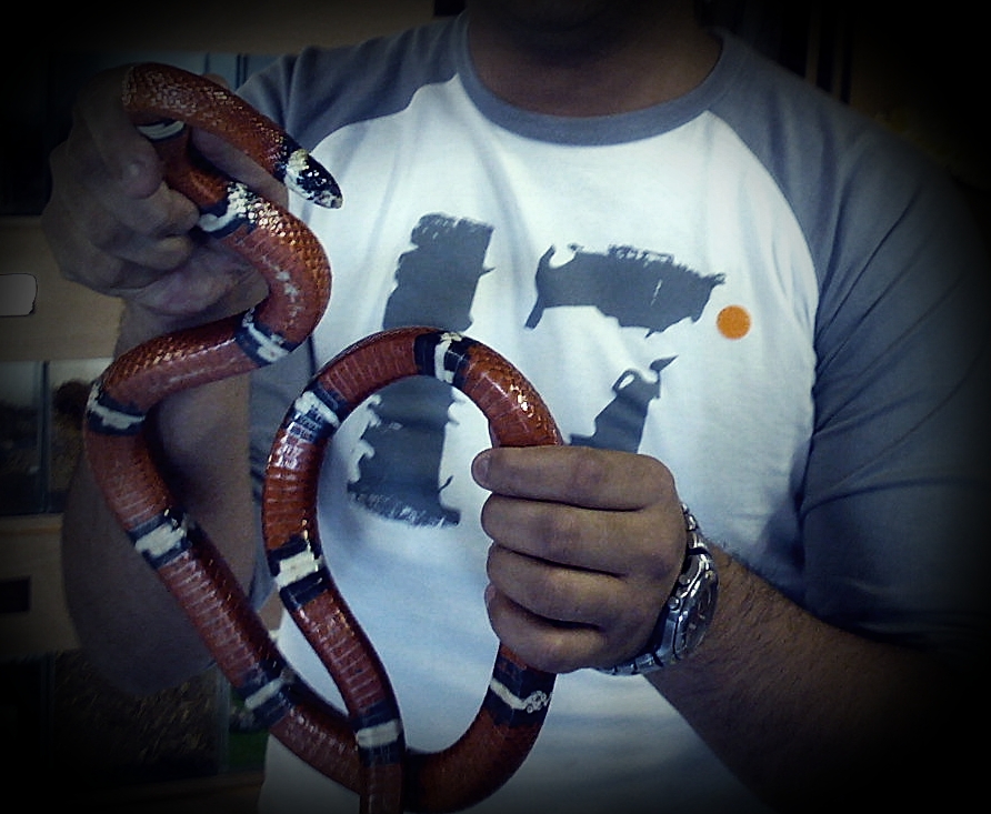 Scarlet King snake