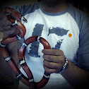 Scarlet King snake