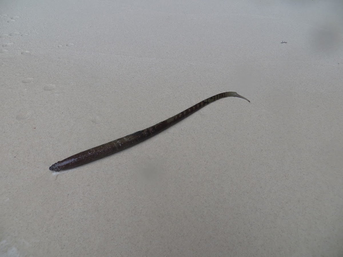 Red Mangrove propagule  (Rhizophora mangle)