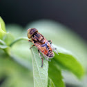 Native Drone Fly