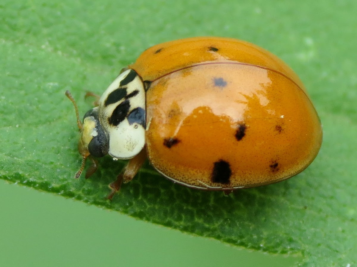 Asian lady beetle/Japanese ladybug