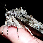 Ilia Underwing Moth