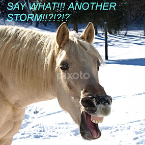 Say What by Bari Spears - Typography Quotes & Sentences