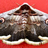 Giant Peacock Moth