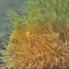 Hairy / Striated Frogfish