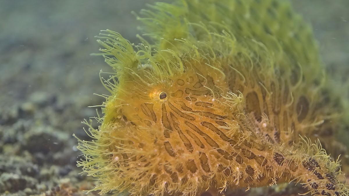 Hairy / Striated Frogfish