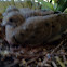 Mourning Dove