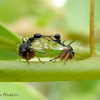 Ant mimicking treehoppers mating