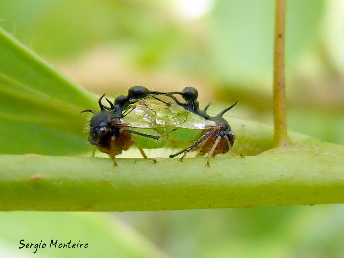 Ant mimicking treehoppers mating