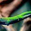 Green Day Gecko