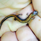 Red- backed Salamander