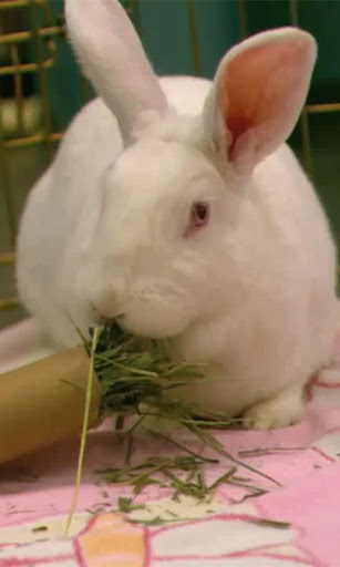 Rabbit is eating wallpaper