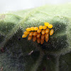 Ladybug's  egg