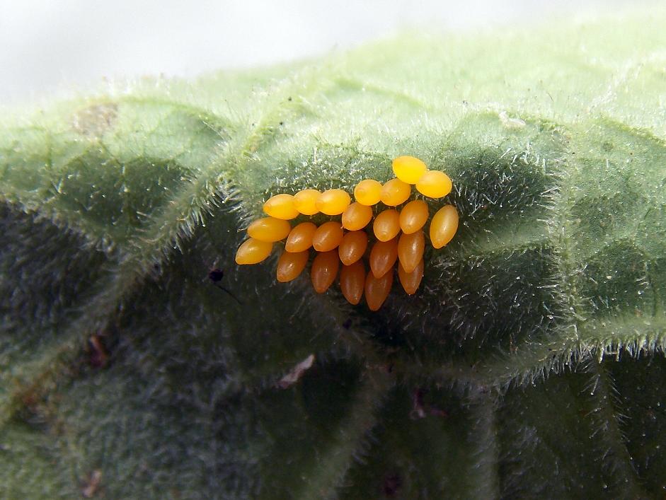 Ladybug's  egg