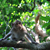 Long-tailed macaque (juvenile)
