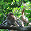 Long-tailed macaque (juvenile)