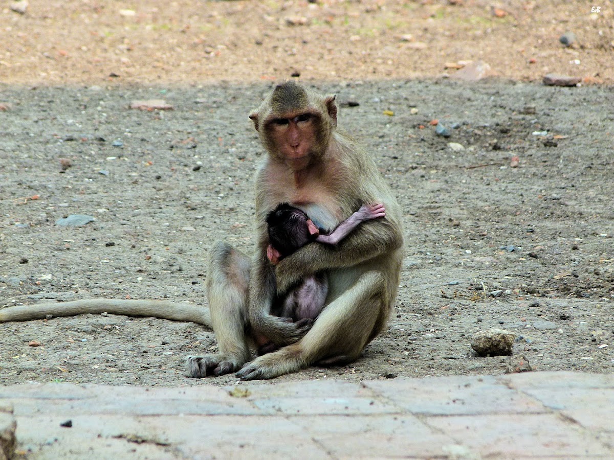 crab-eating macaque