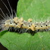 Fall Webworm Moth Caterpillar with Parasitic Wasp Larvae