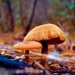 Winter Mushrooms by Isaac Golding - Nature Up Close Mushrooms & Fungi