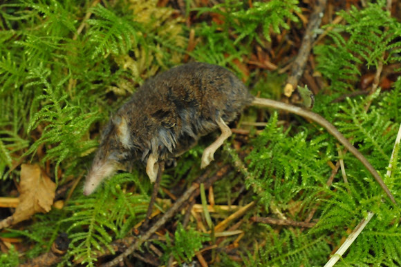 Pacific shrew | Project Noah