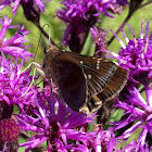 Clouded Skipper