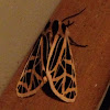 Parthenice tiger moth