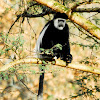 Eastern Black and white Colobus