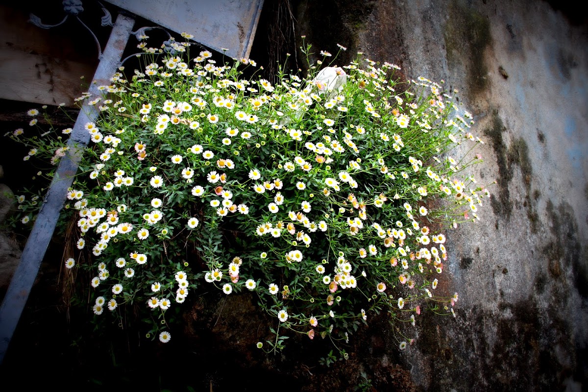 Mexican Daisy, Santa Barbara Daisy, Daisy Fleabane, Latin American Fleabane