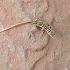 nake-tailed fringe-toed lizard